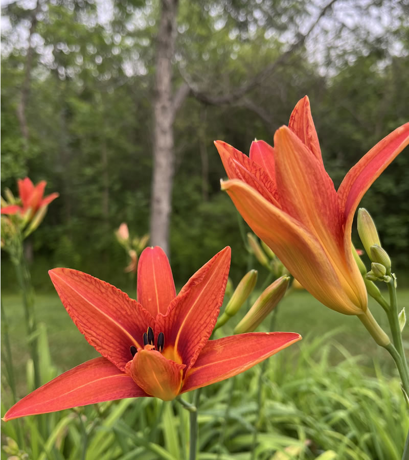 Tiger Lilies by Melissa Ostrom